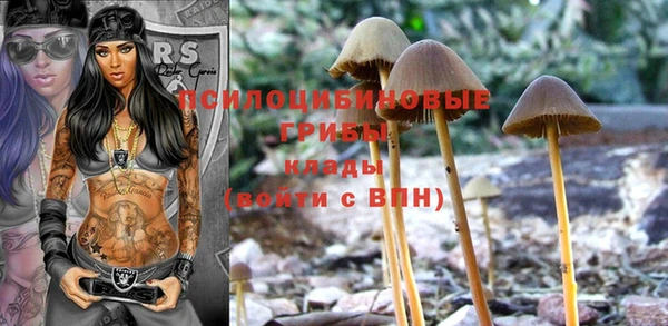 прущие грибы Карпинск